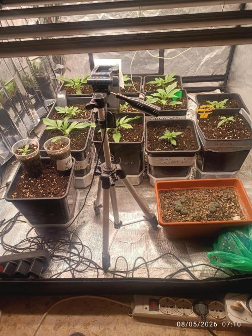 dream Sherbet KANNABIA. Week 2
