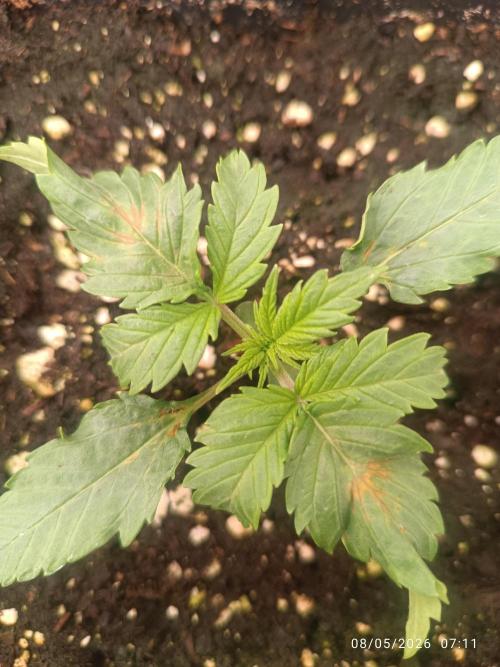 dream Sherbet KANNABIA. Week 2