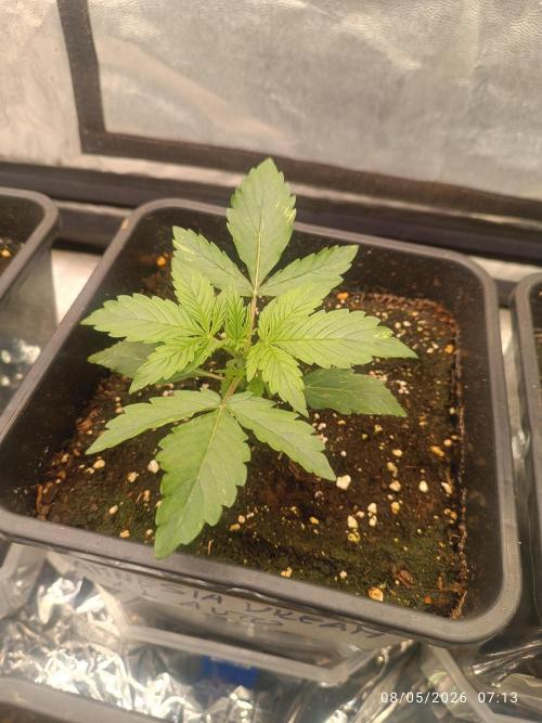 Amnesia Dream xl Auto KANNABIA. Week 2