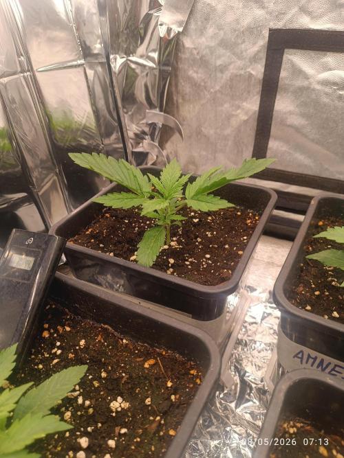 Amnesia Dream xl Auto KANNABIA. Week 2