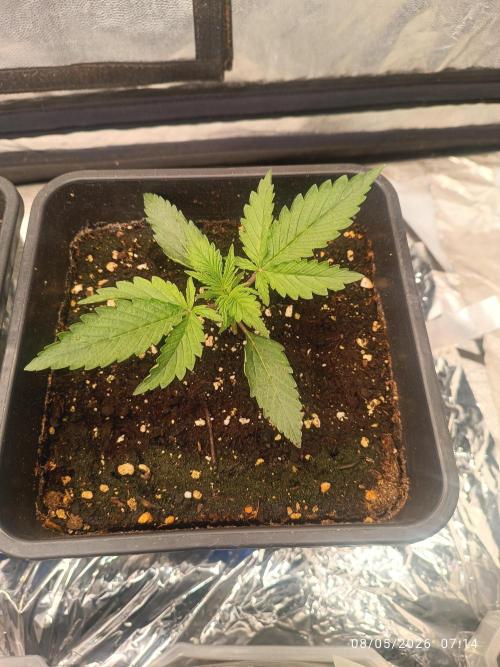 Amnesia Dream xl Auto KANNABIA. Week 2