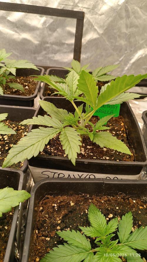 Strawberry 🍓 gorilla 🦍  auto RF 3. Week 2