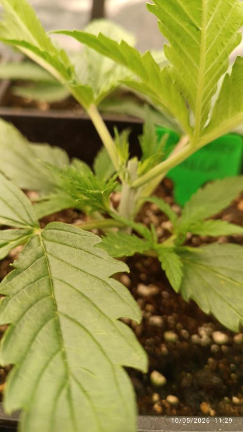 Strawberry 🍓 gorilla 🦍  auto RF 3. Week 2 - 11°giorno ho tagliato la testa a una strawberry gorilla 