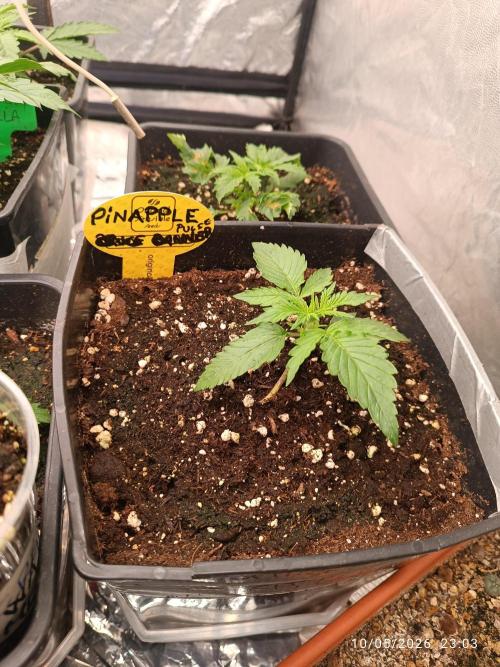pinapple pulse auro. Week 1