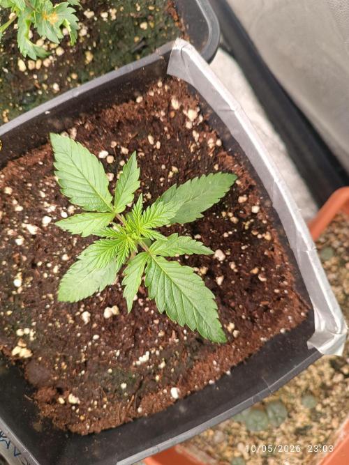 Pineapple Pulse Auto. Week 1