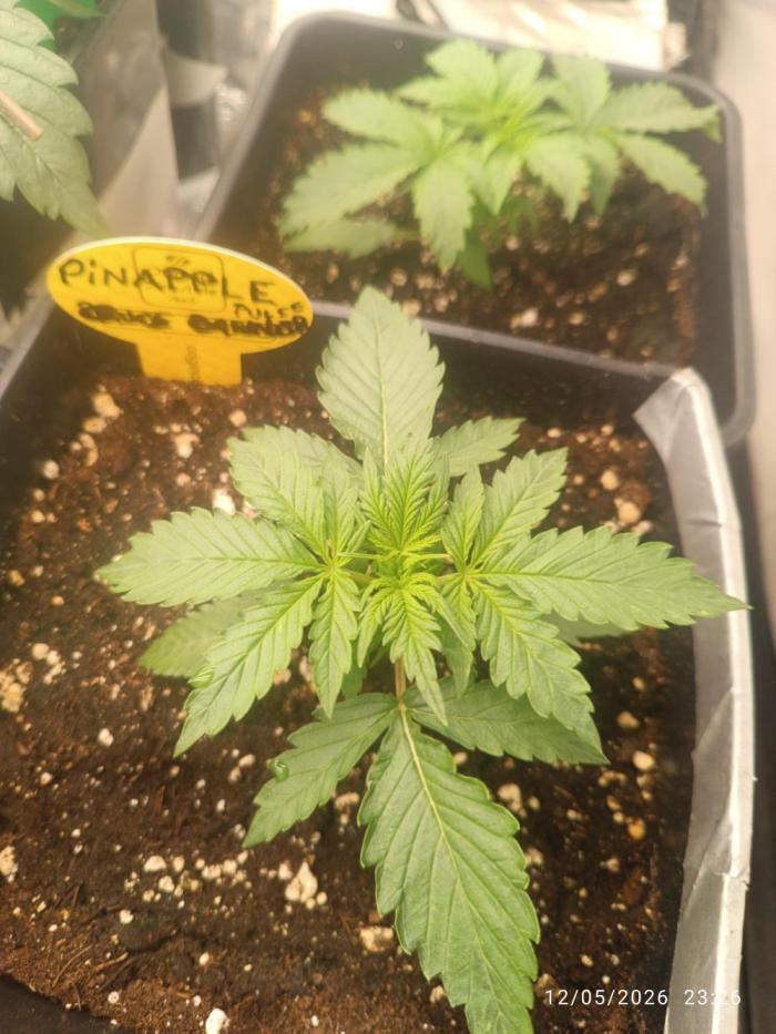 pinapple pulse auro. Week 2