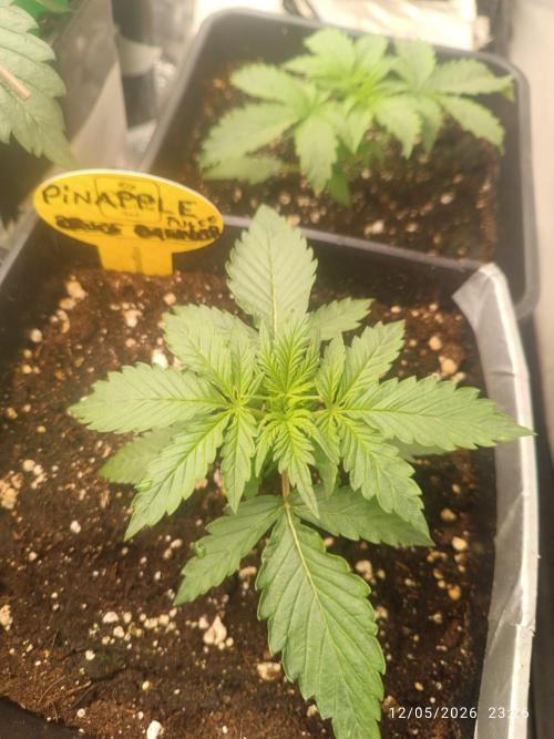 Pineapple Pulse Auto. Week 2