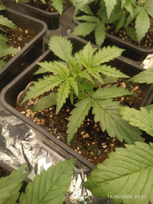 Creamzilla auto. Week 2