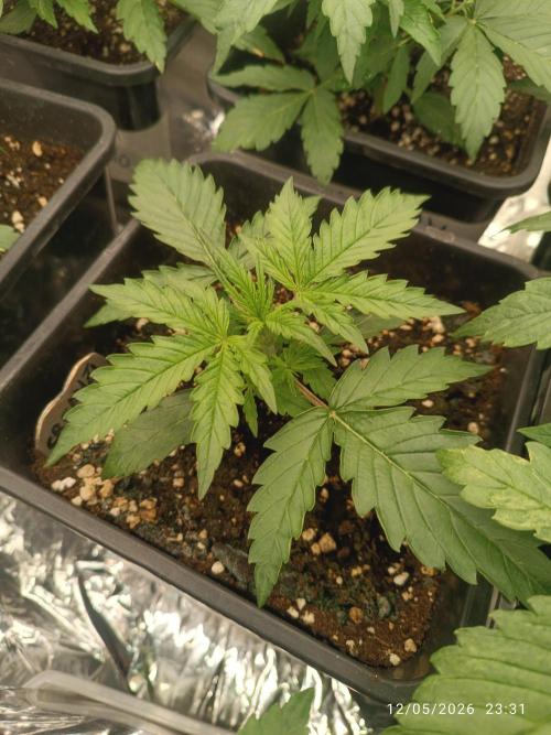 Creamzilla auto. Week 2