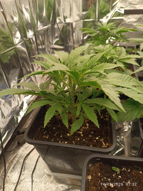Strawberry 🍓 gorilla 🦍  auto RF 3. Week 3