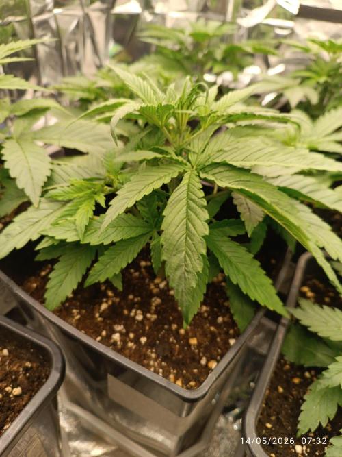 Strawberry Gorilla Auto RF3. Week 3