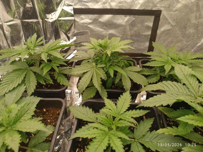 Amnesia Dream xl Auto KANNABIA. Week 3