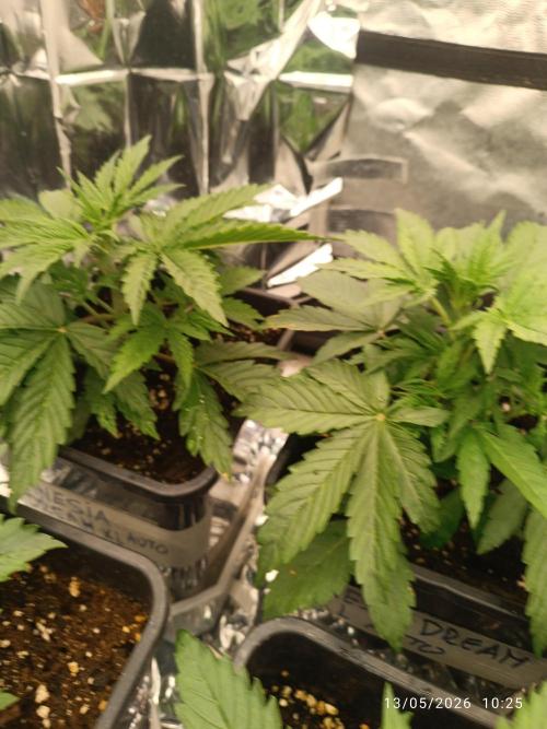Amnesia Dream xl Auto KANNABIA. Week 3