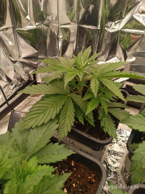 Amnesia Dream xl Auto KANNABIA. Week 3
