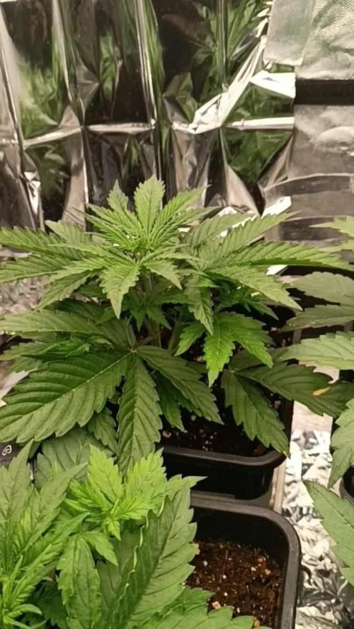 Amnesia Dream xl Auto KANNABIA