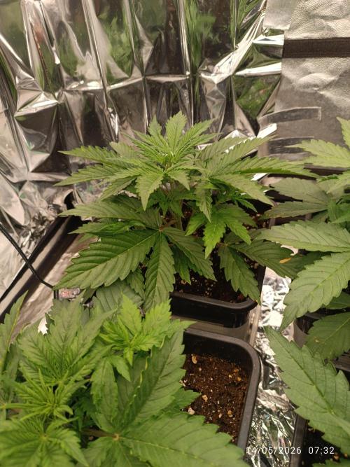 Amnesia Dream xl Auto KANNABIA. Week 3