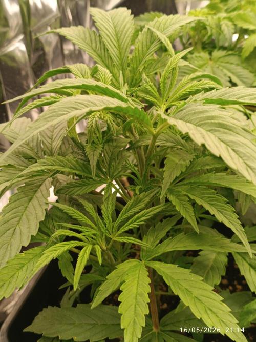 Strawberry 🍓 gorilla 🦍  auto RF 3. Week 3