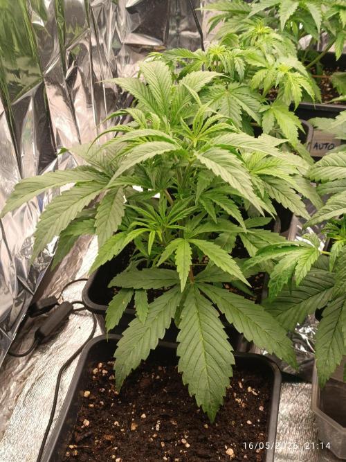 Strawberry 🍓 gorilla 🦍  auto RF 3. Week 3