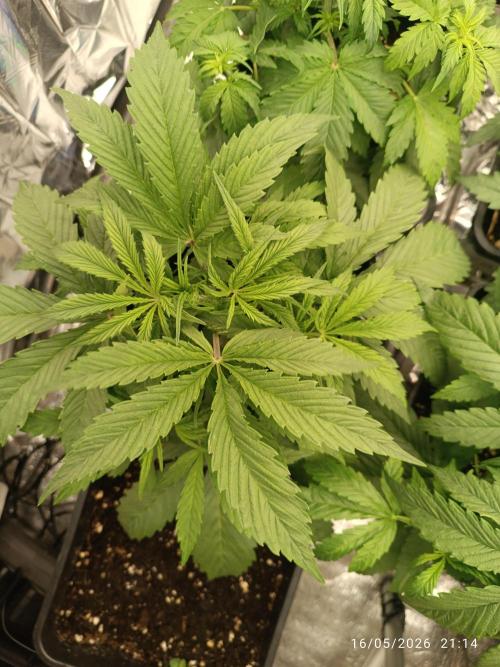 Strawberry 🍓 gorilla 🦍  auto RF 3. Week 3