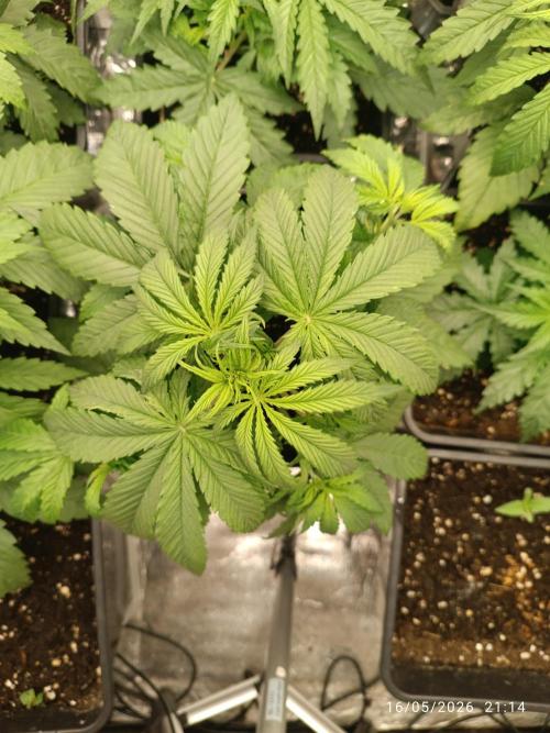 Strawberry 🍓 gorilla 🦍  auto RF 3. Week 3