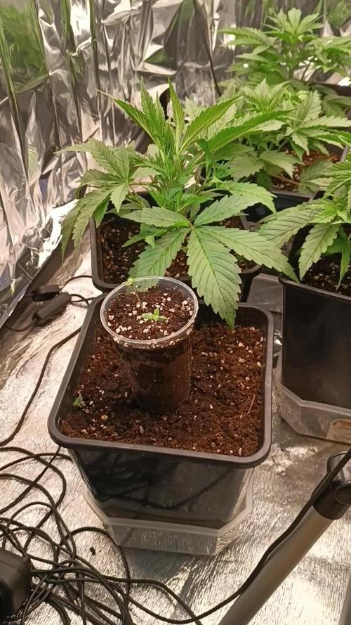 Strawberry 🍓 gorilla 🦍  auto RF 3