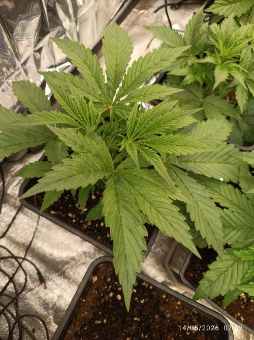 Strawberry 🍓 gorilla 🦍  auto RF 3. Week 3