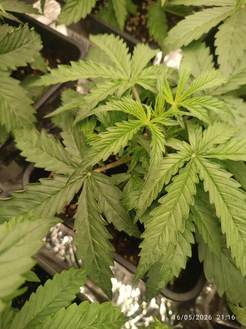 Strawberry Gorilla Auto RF3. Week 3