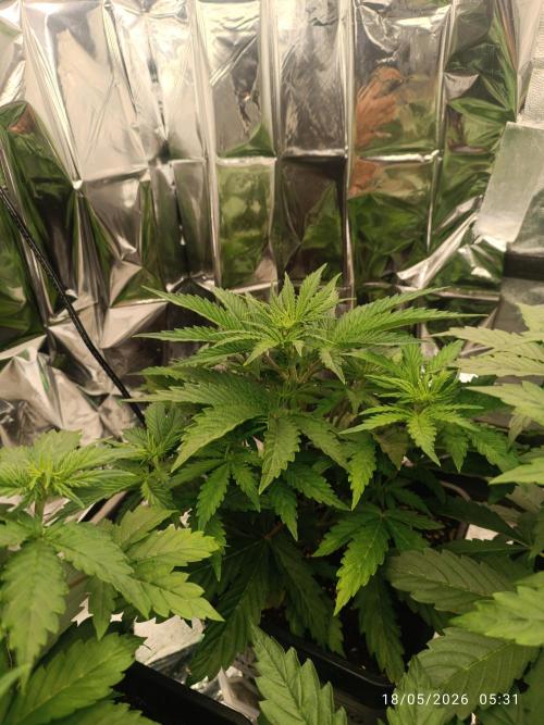 Amnesia Dream xl Auto KANNABIA. Week 4