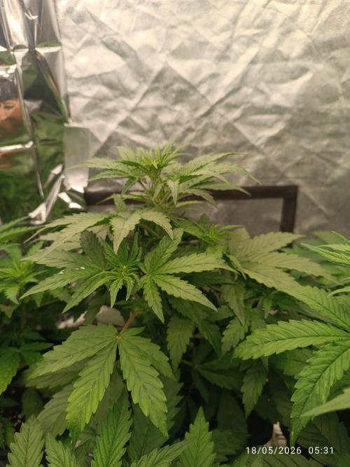 Amnesia Dream xl Auto KANNABIA. Week 4