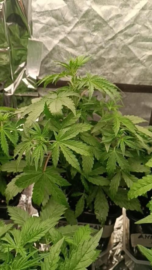 Amnesia Dream xl Auto KANNABIA