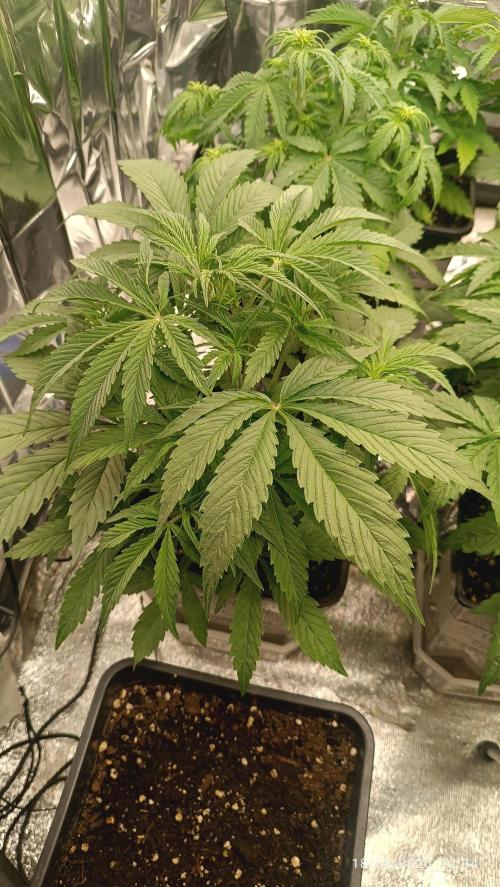 Strawberry 🍓 gorilla 🦍  auto RF 3. Week 4