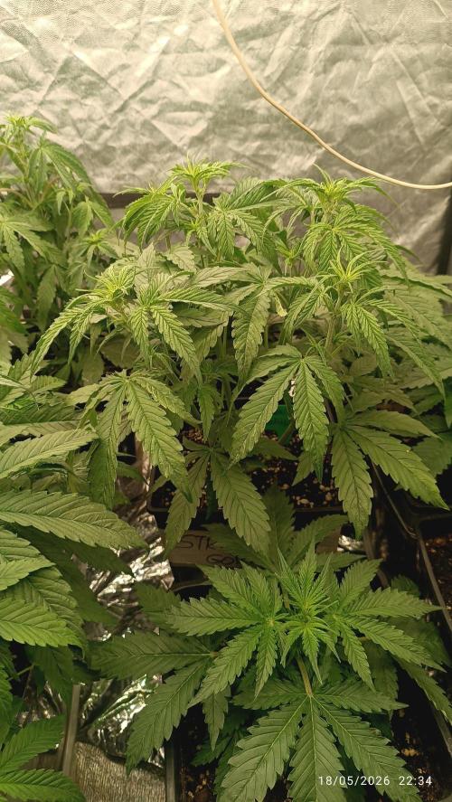 Strawberry 🍓 gorilla 🦍  auto RF 3. Week 4