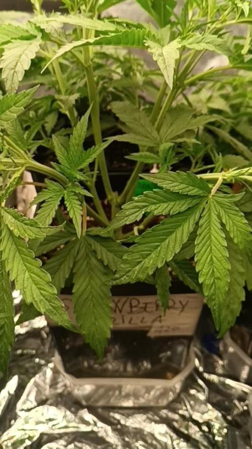 Strawberry 🍓 gorilla 🦍  auto RF 3