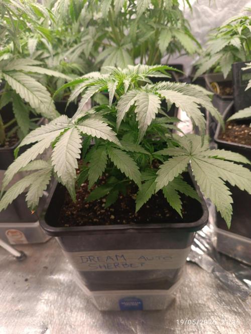 dream Sherbet KANNABIA. Week 3