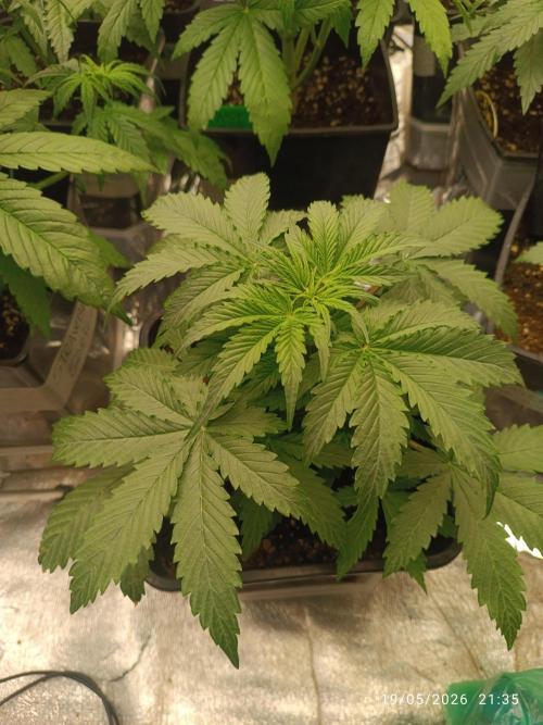 dream Sherbet KANNABIA. Week 3