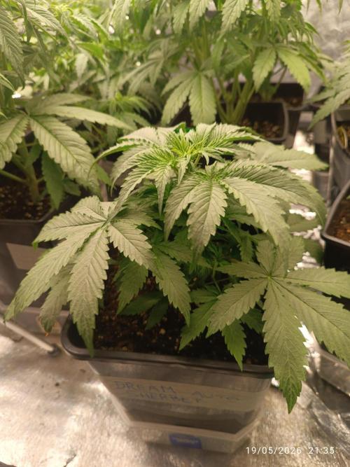 dream Sherbet KANNABIA. Week 3