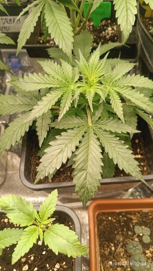 Creamzilla Auto. Week 3