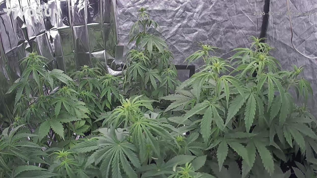 dream Sherbet KANNABIA. Week 4