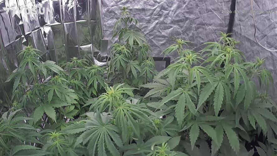 Dream Sherbet Auto. Week 4