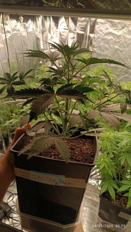 Strawberry 🍓 gorilla 🦍  auto RF 3. Week 5