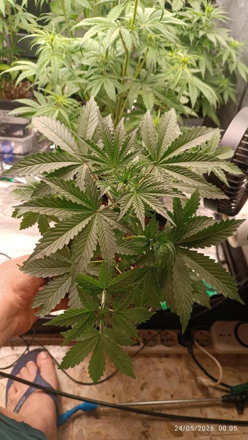 Strawberry 🍓 gorilla 🦍  auto RF 3. Week 5