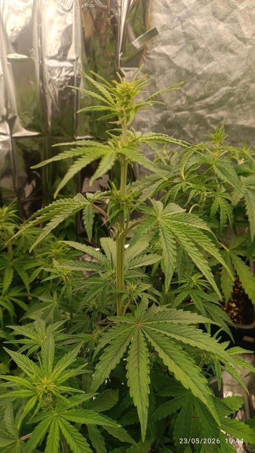 Strawberry 🍓 gorilla 🦍  auto RF 3. Week 5