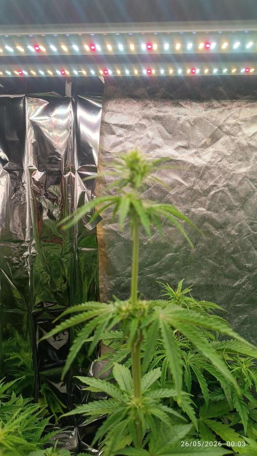 dream Sherbet KANNABIA. Week 5