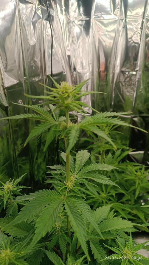 dream Sherbet KANNABIA. Week 5