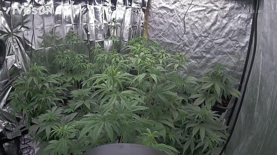 dream Sherbet KANNABIA. Week 5