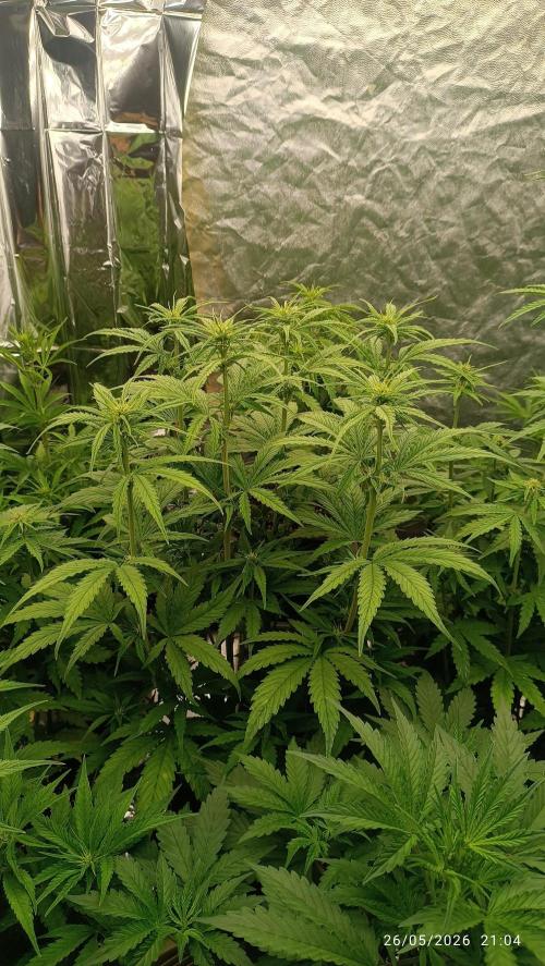 dream Sherbet KANNABIA. Week 5