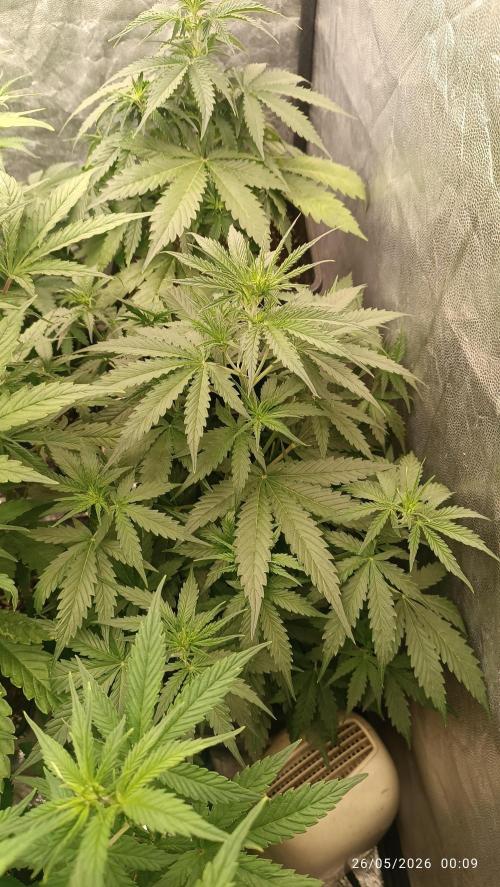 Pineapple Pulse Auto. Week 3
