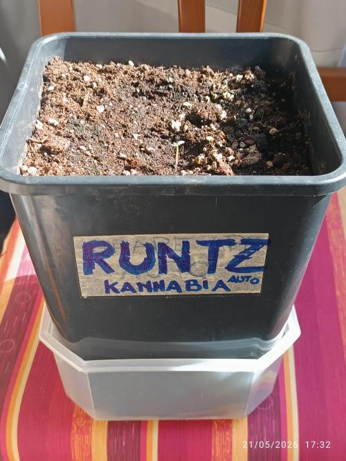 runtz KANNABIA. Week 0