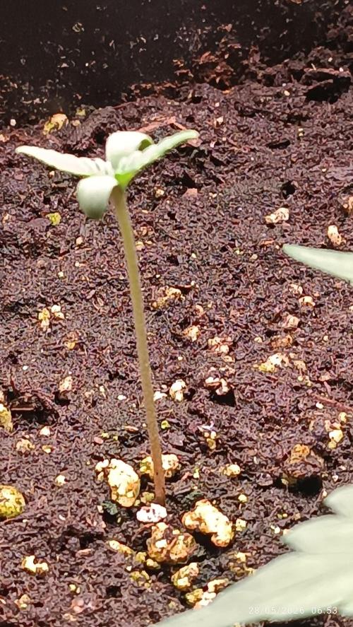 Runtz Auto. Week 1