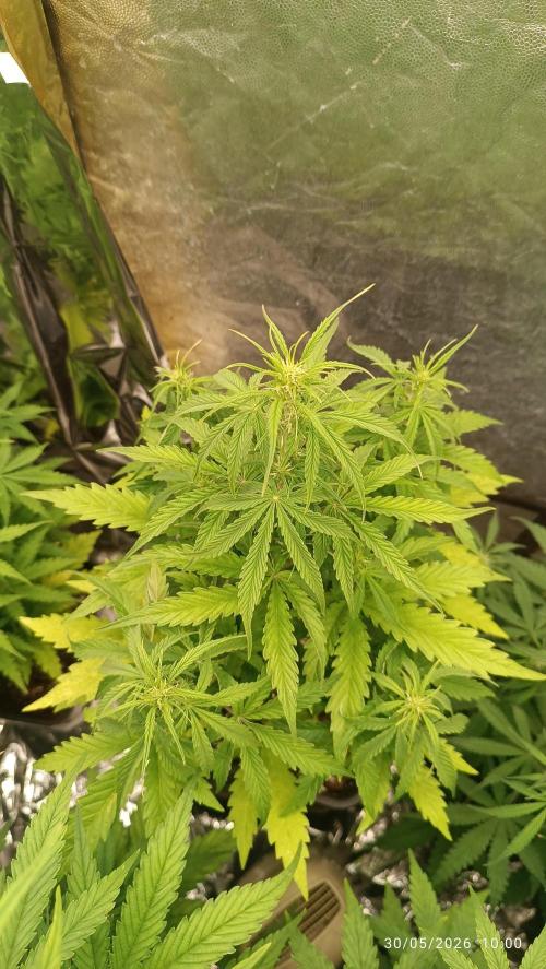 Creamzilla auto. Week 4